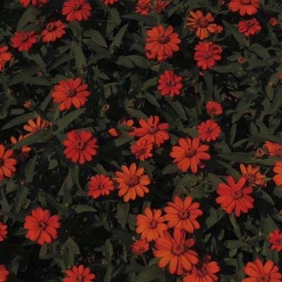 中国平安现金分红总额达488.91亿