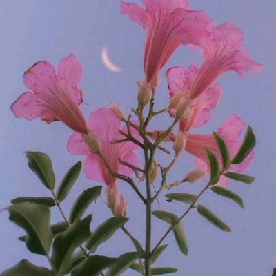 九五贵宾会体育娱乐APP/手机APP下载